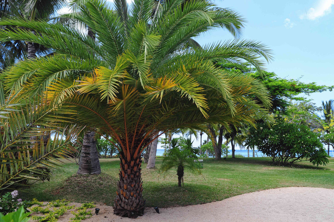 Palm Tree: Timeless Sentinel of Tropical Region