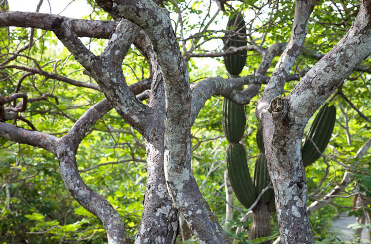 Palo Santo Tree: Sacred Wood for Healing, Spirituality & Aromatherapy