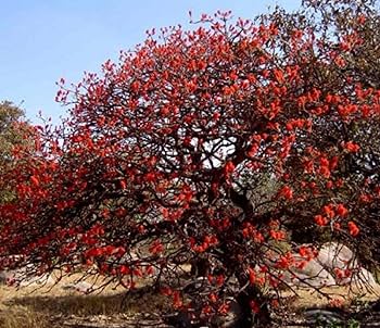 Pangara Tree: Unveiling the Vibrant Beauty and Healing Secrets of Nature’s Resilient Marvel