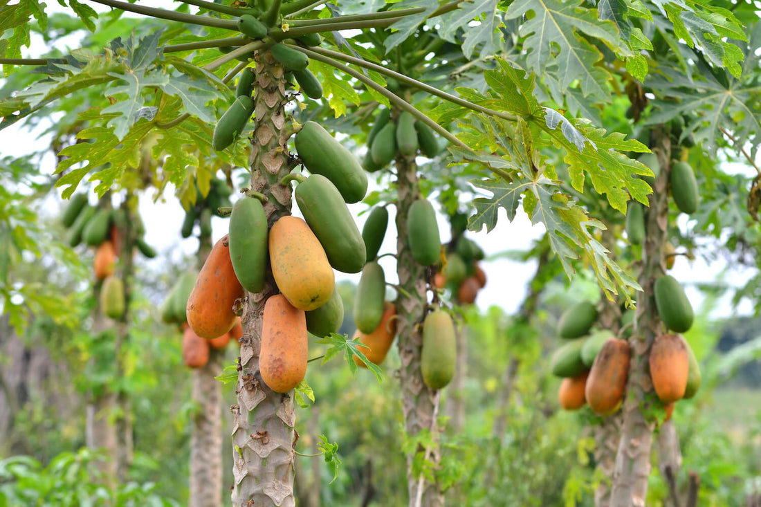 The Papaya Tree: Nature’s Gift of Health and Sustainability