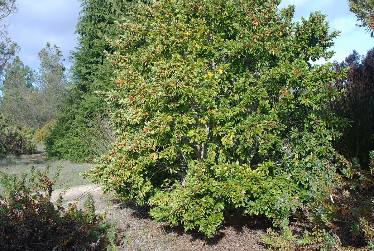 Paraguayan Holly Tree: Nature's Stunning Garden Gem Revealed