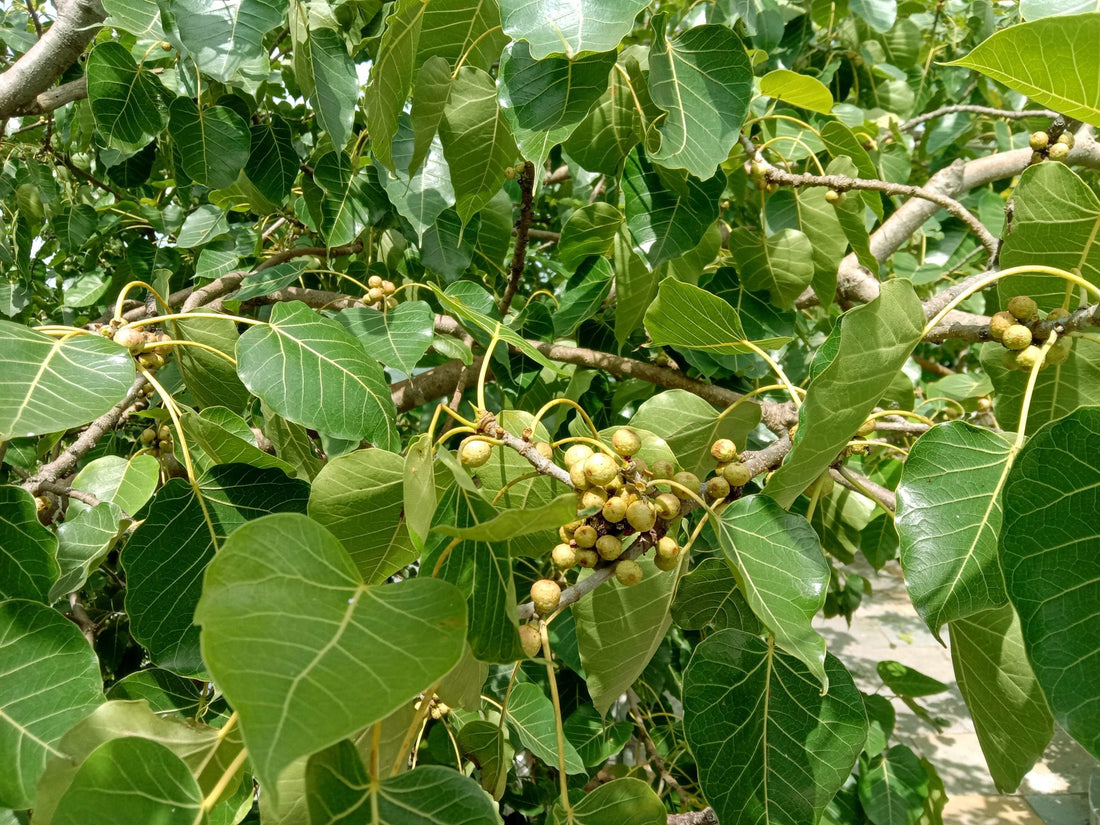 Peepal Tree: A Guardian of Green Harmony