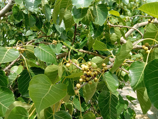 Peepal Tree: A Guardian of Green Harmony