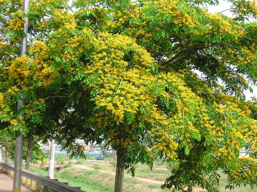 Peltaform Tree