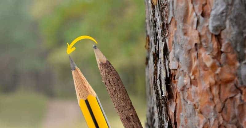 Pencilwood Tree: Nature's Hidden Gem for Sustainable Living