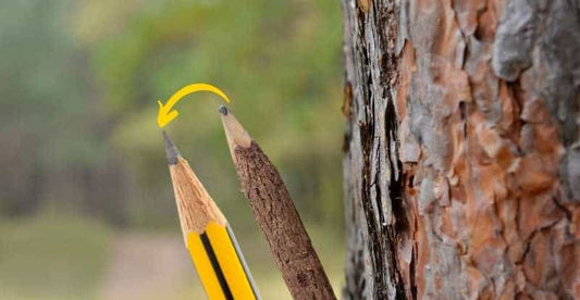 Pencilwood Tree: Unveiling the Secrets of Nature's Hidden Gem for Sustainable Living