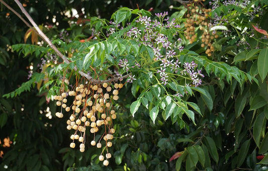 Persian Lilac Tree: The Ultimate Guide to Cultivating This Stunning and Fragrant Beauty in Your Garden