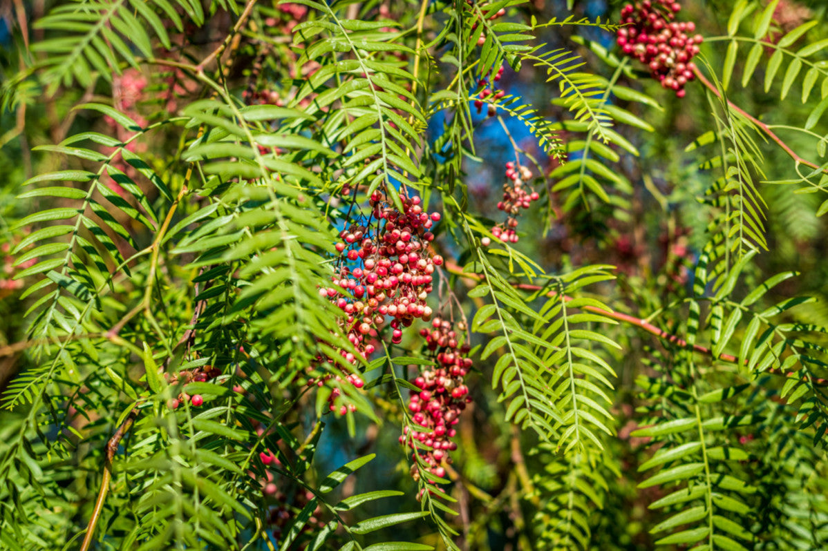 Peruvian Pepper Tree: Culinary Delights & Medicinal Wonders