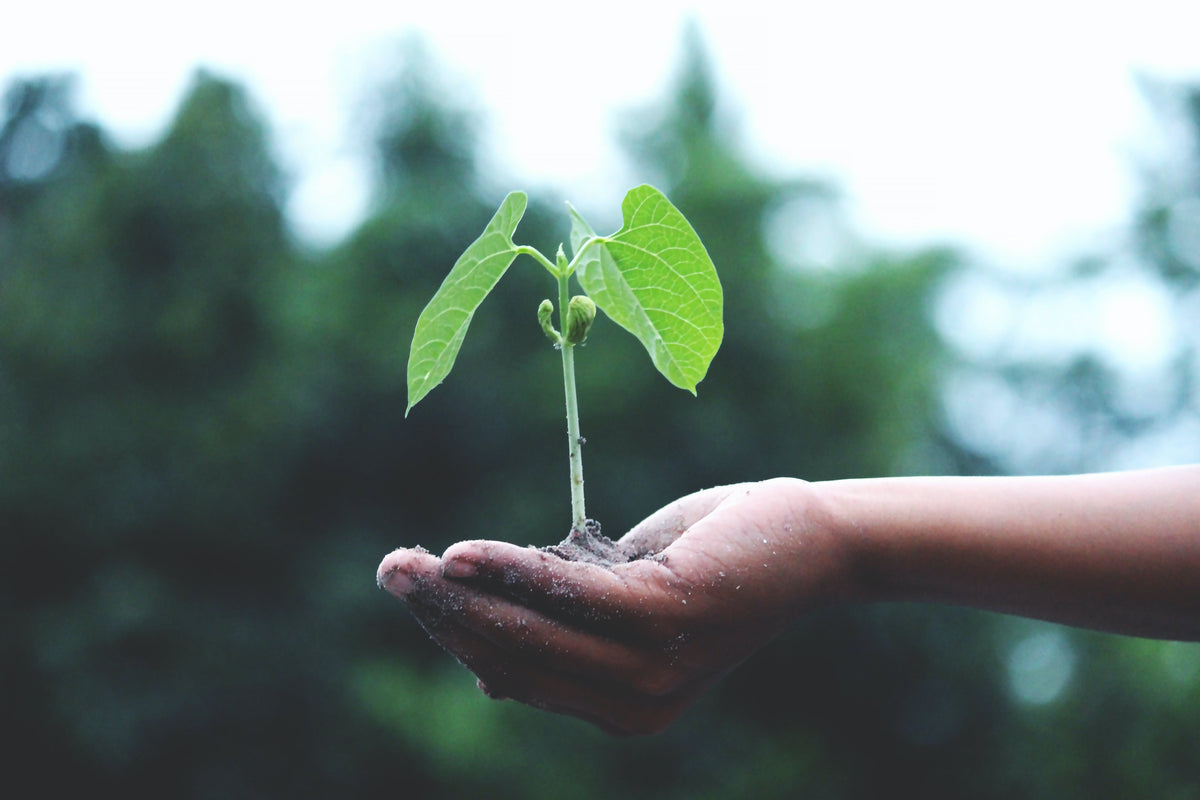 The Art and Impact of Tree Plantation: Sow, Grow, Thrive