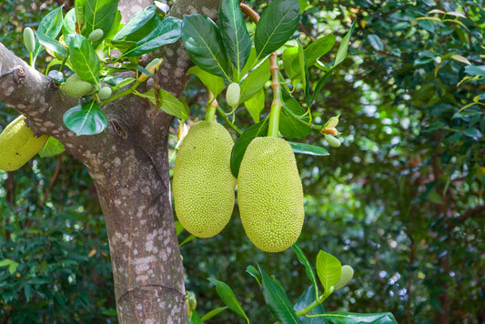 Jackfruit Tree: Majestic Canopy of Tropical Abundance