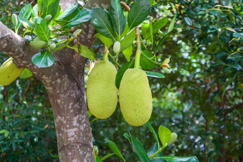 Jackfruit Tree