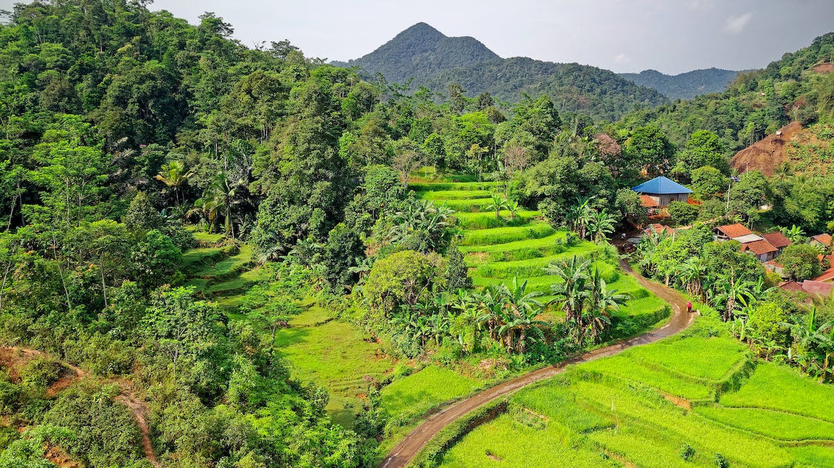 What Are the Best Practices to Follow for Tree Plantation?