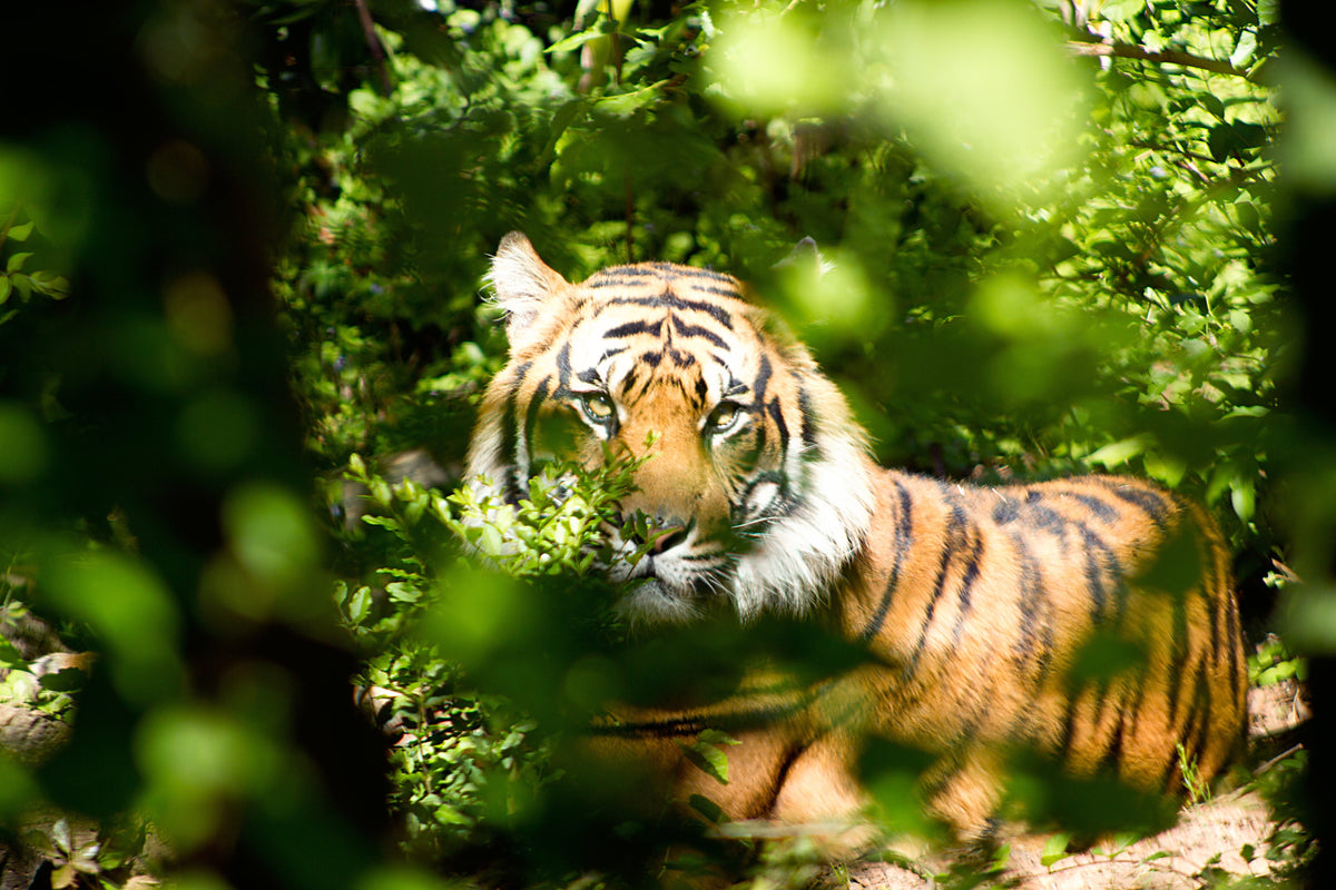 Harmony in Nature: Trees and Wildlife Conservation Guide