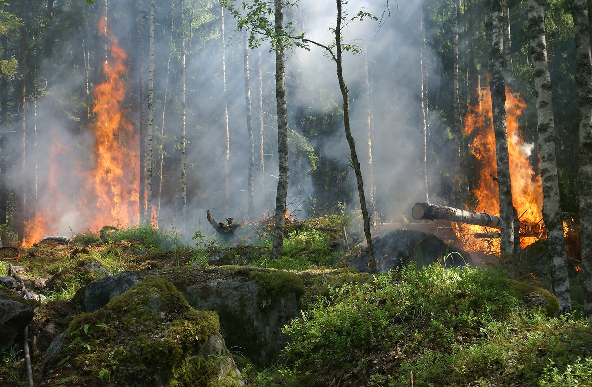 A Fiery Crisis: Escalating Wildfires in India - Causes & Solutions