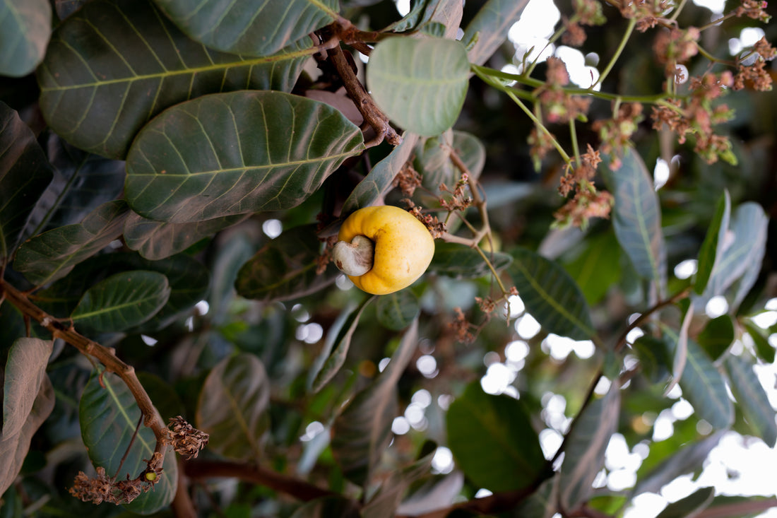 Cashew Tree Cultivation for a Greener Tomorrow