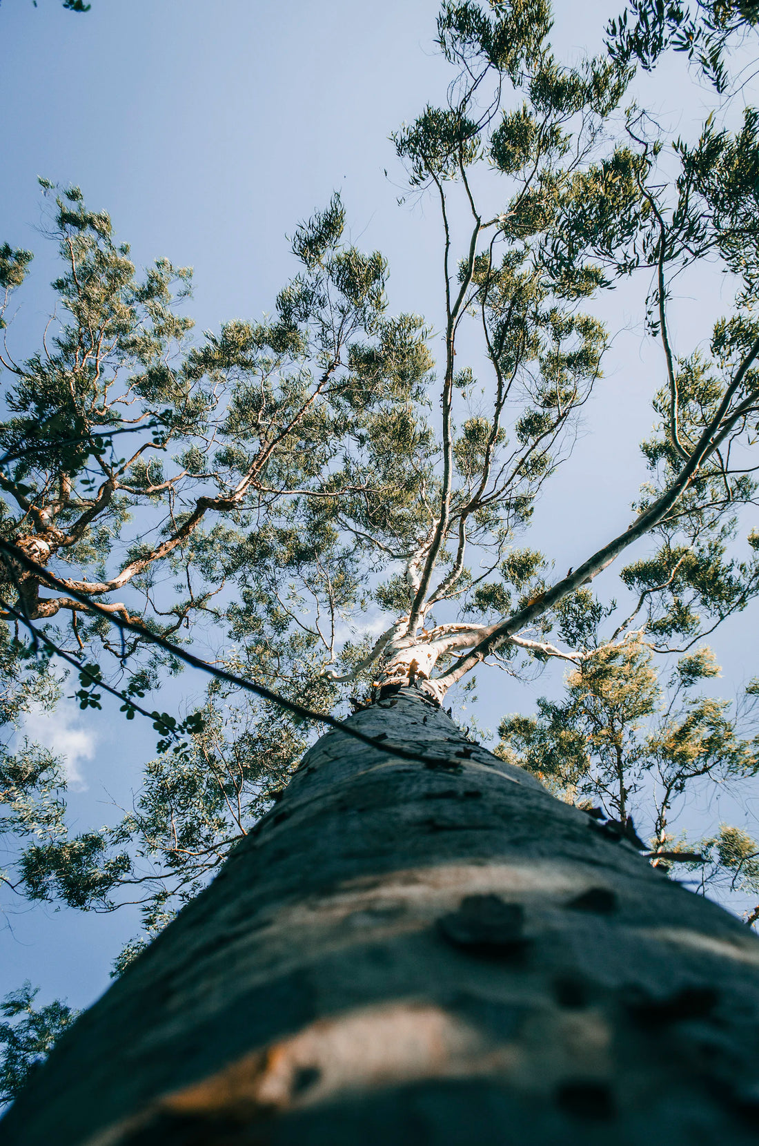 Eucalyptus Tree: Aromatic Canopy and Eco-Friendly Marvel