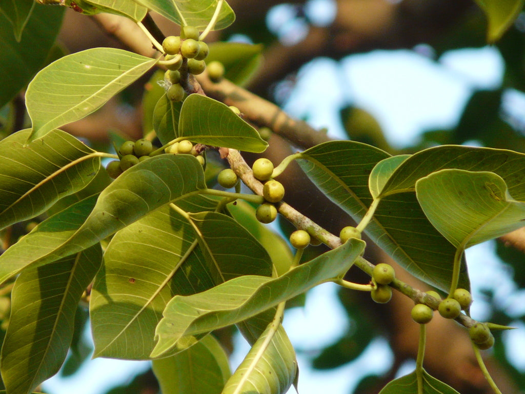 Philkan Tree: Unlocking the Mysteries and Healing Wonders of Nature’s Green Gem