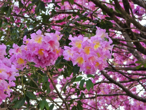 The Pink Poui Tree