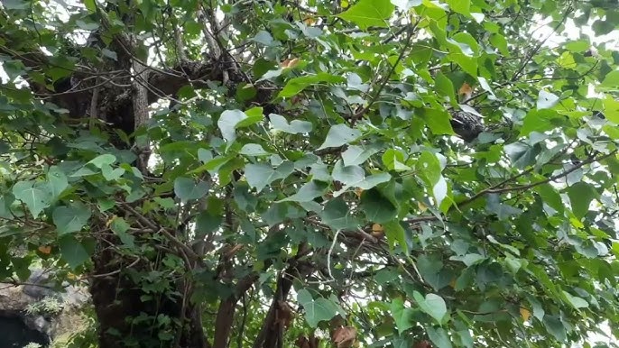 Paras Pipal Tree: Sacred Shade, Medicinal Properties, and Environmental Benefits