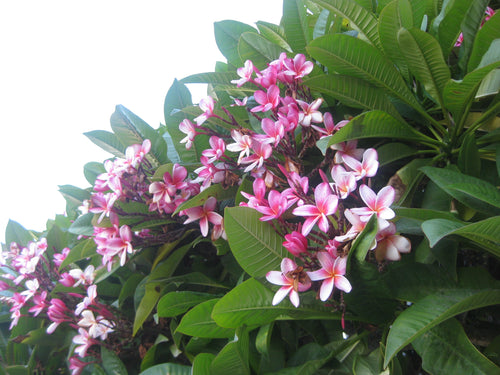 Plumeria Tree