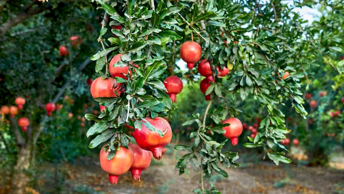 Pomegranate Tree: In Agroforestry Practices
