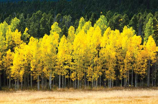 Poplar Tree: The Ultimate Guide to Benefits, Care, and Stunning Varieties for Your Landscape