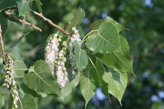 Cottonwood Tree: The Majestic Giant of Nature's Landscape and Its Surprising Benefits