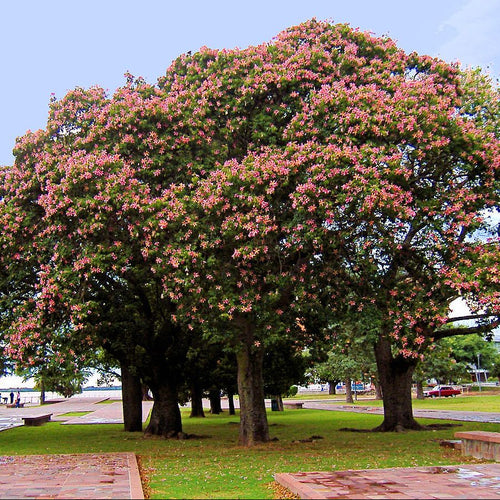Pride of India Tree