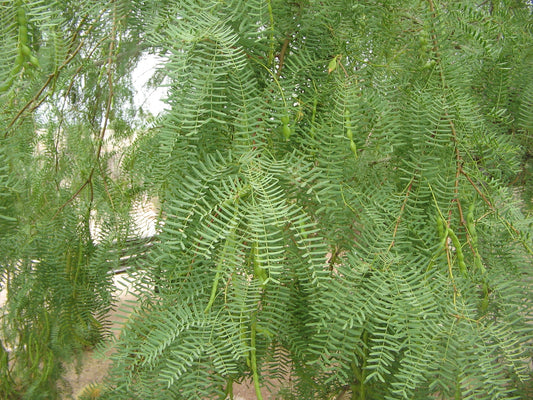 Argentine Mesquite Tree: Unveiling the Hidden Benefits and Unique Features of This Resilient Wonder!