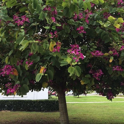 Purple Orchid Tree: The Stunning Beauty and Benefits of This Exotic Gem for Your Garden