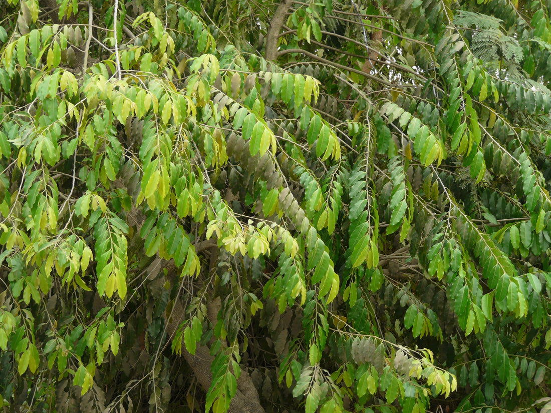 Putrajiv Tree Uncovering the Sacred Significance and Incredible Benefits of Natures Symbol of Prosperity