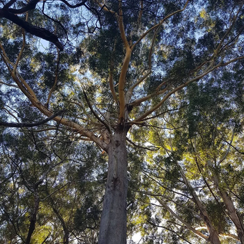 Queensland Blackbutt Tree: Complete Guide to Benefits & Uses – Grow ...
