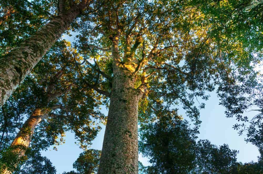 Queensland Kauri Tree: Discover Australia's Rainforest Giants