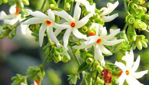 Raatrani Tree Discovering the Enchanting Fragrance and Incredible Benefits of Natures Night Blooming Beauty