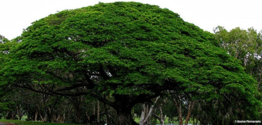 Indian Raintree Tree: Unlocking the Secrets of Nature's Majestic Canopy