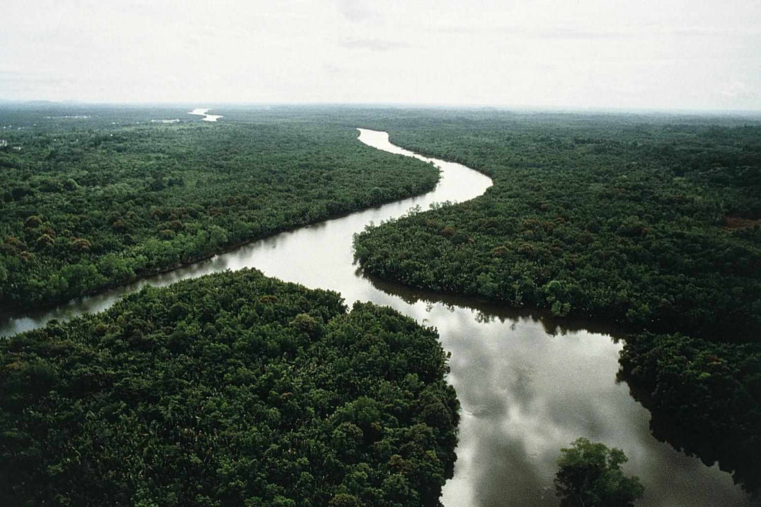 The Diversity of Tropical Rainforest Trees: A Biodiversity Hotspot