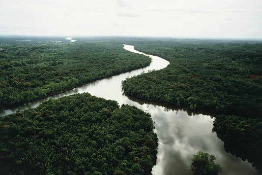 The Diversity of Tropical Rainforest Trees: A Biodiversity Hotspot