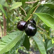 Rainforest Plum Tree: Nature's Hidden Treasure for Health & Planet