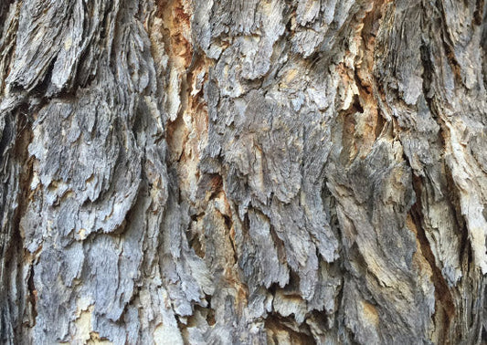 Red Bloodwood Tree: Unveiling Nature's Vibrant Marvel and Its Ecological Significance