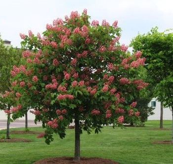 Red Horse Chestnut Tree: Unveiling the Secrets of Nature's Stunning Beauty and Medicinal Marvels