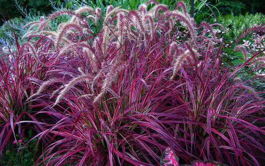 Red Fountain Grass: Transforming Landscapes with the Beauty and Versatility of Natures Ornamental Wonder