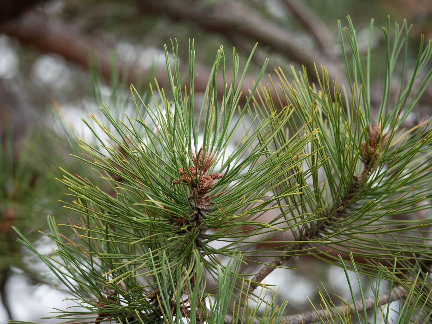 Red Pine Tree: Benefits, Care & Growing Tips Guide – Grow Billion Trees