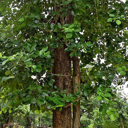 Indian Red Sandalwood Tree