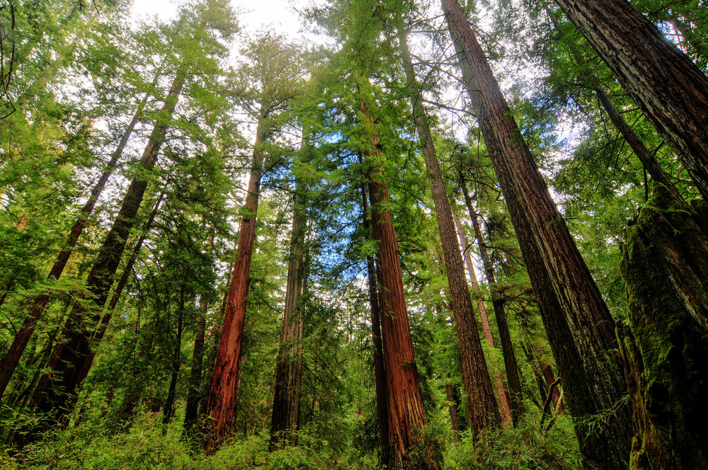 Redwood Tree: Discover the Secrets of Nature's Majestic Giants