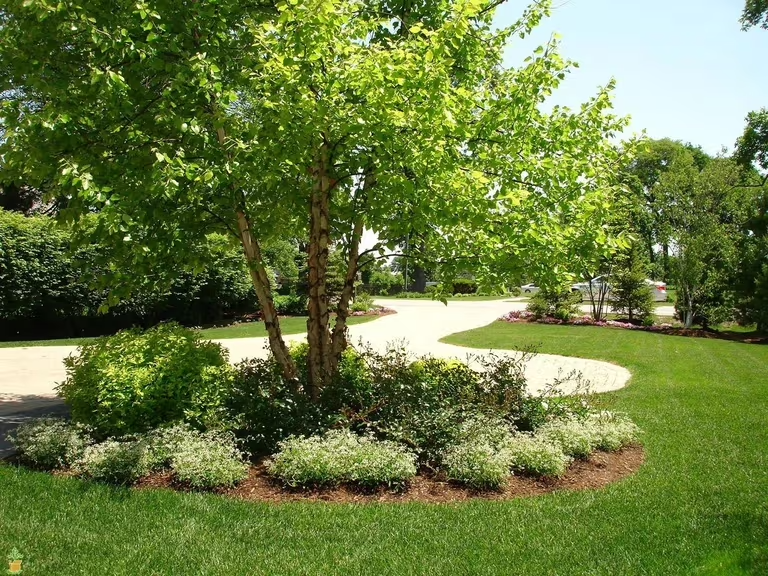 River Birch Tree: Complete Guide to Planting & Landscape Design
