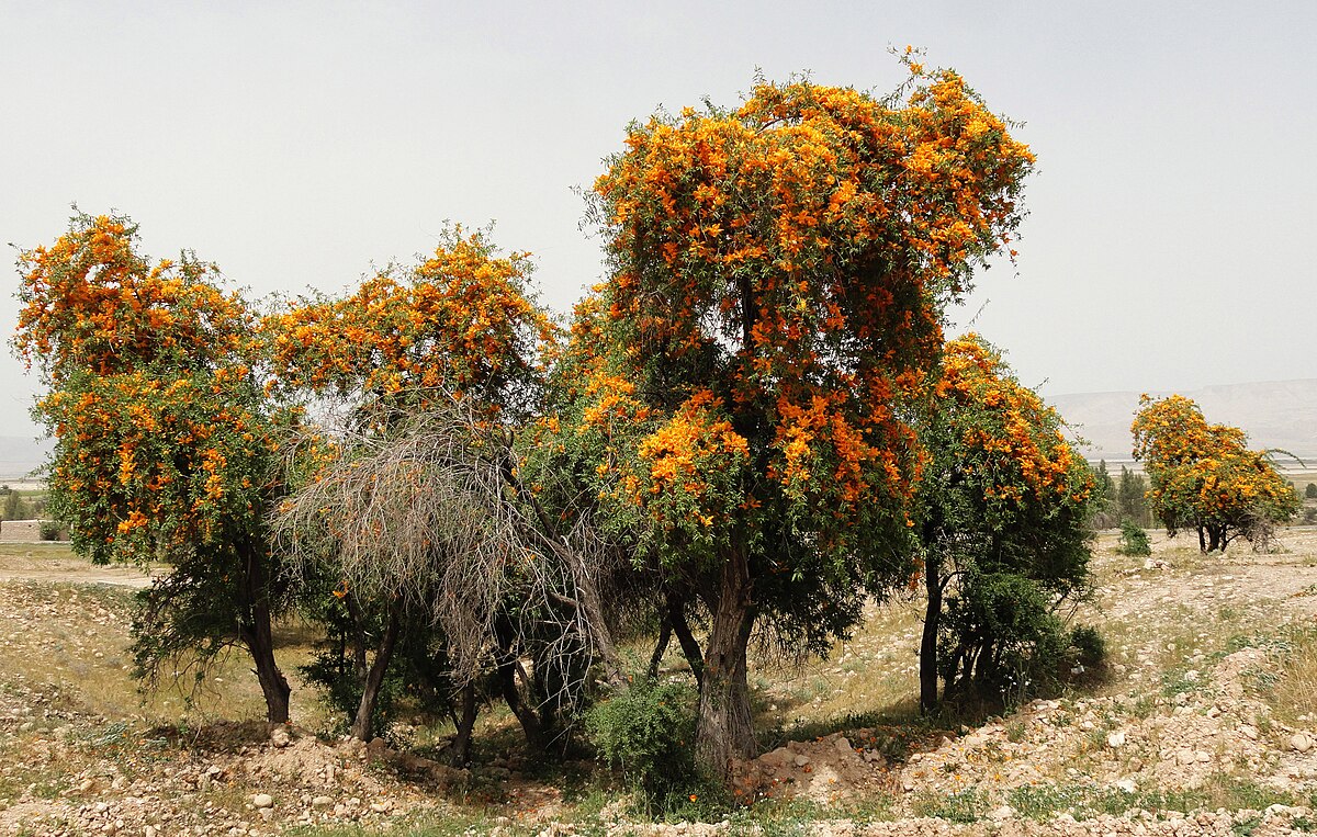 Desert Teak / Rohida: Rajasthan’s Golden Tree of Survival, Strength ...