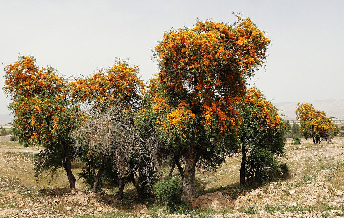 Desert Teak / Rohida: Rajasthan’s Golden Tree of Survival, Strength & Sustainability 🌳