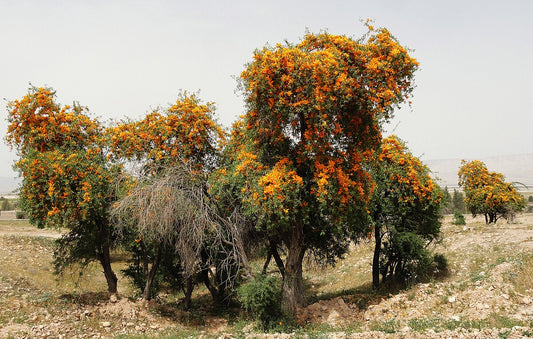 Desert Teak / Rohida: Rajasthan’s Golden Tree of Survival, Strength & Sustainability 🌳