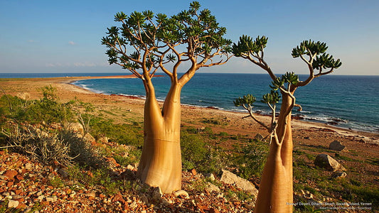 The World's Most Unusual Trees: Nature's Oddities