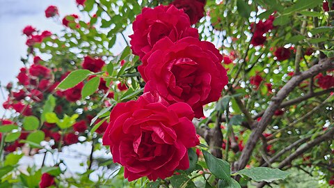 Rose (Rosa) Tree: The Eternal Symbol of Beauty, Fragrance, and Elegance for Your Garden